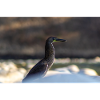 The Heron