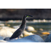 The Heron