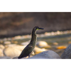 The Heron