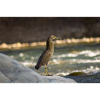 The Heron