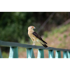 le petit aigle