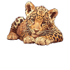 Jaguars Jaguar