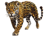 Jaguars Jaguar