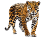 Jaguars Jaguar