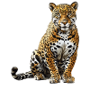 Jaguars Jaguar