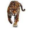 Jaguars Jaguar