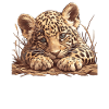 Jaguare Jaguar
