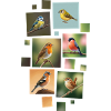 Songbirds Garden Birds Birds