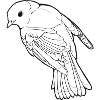 Schwarzer Vogel