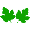 leaves