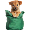 Cute puppy in green bag