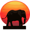 Elephant at sunrise