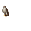 Habicht Doch Gesagt Accipiter Gentilis