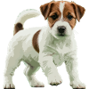 Jack Russell Terrier real