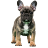 Chiot bouledogue français réel