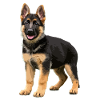 German Shepherd puppy real
