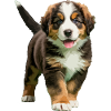 Bernese Mountain puppy real