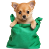 DoggyBag