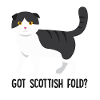 Got Scottish Fold Cat