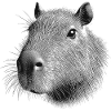 Capybara