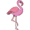 flamingo, pink