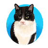 Black White Cat