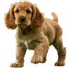Chiot Cocker Spaniel