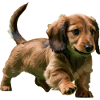 Dachshund puppy