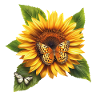 Sunflower with butterfly