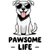 Stylish dog with sunglasses