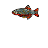 Active Danio