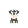 Schnauzer