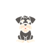 Schnauzer
