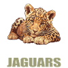 Jaguars Jaguar