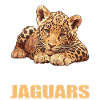 Jaguare Jaguar