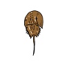 Ancient Horseshoe Crab