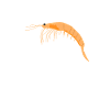 Fundamental Oceanic Krill