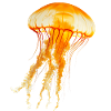 Jellyfish are impressive sea creatures