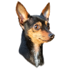 rat dog