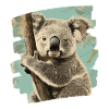 Koala Bear