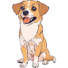 Dog Border Collie