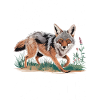 Coyote Animal Drôle
