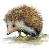Kleiner Igel – Handgemalte Illustration
