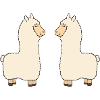 Llama in love