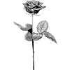 Rose en Noir - Blanc