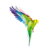 Budgerigar