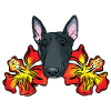 Bull Terrier avec fleurs d’hibiscus
