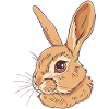 Bunny Tooth Bunny Bunnies