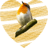 Robin, songbird, cute bird