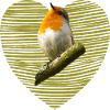 Robin Bird